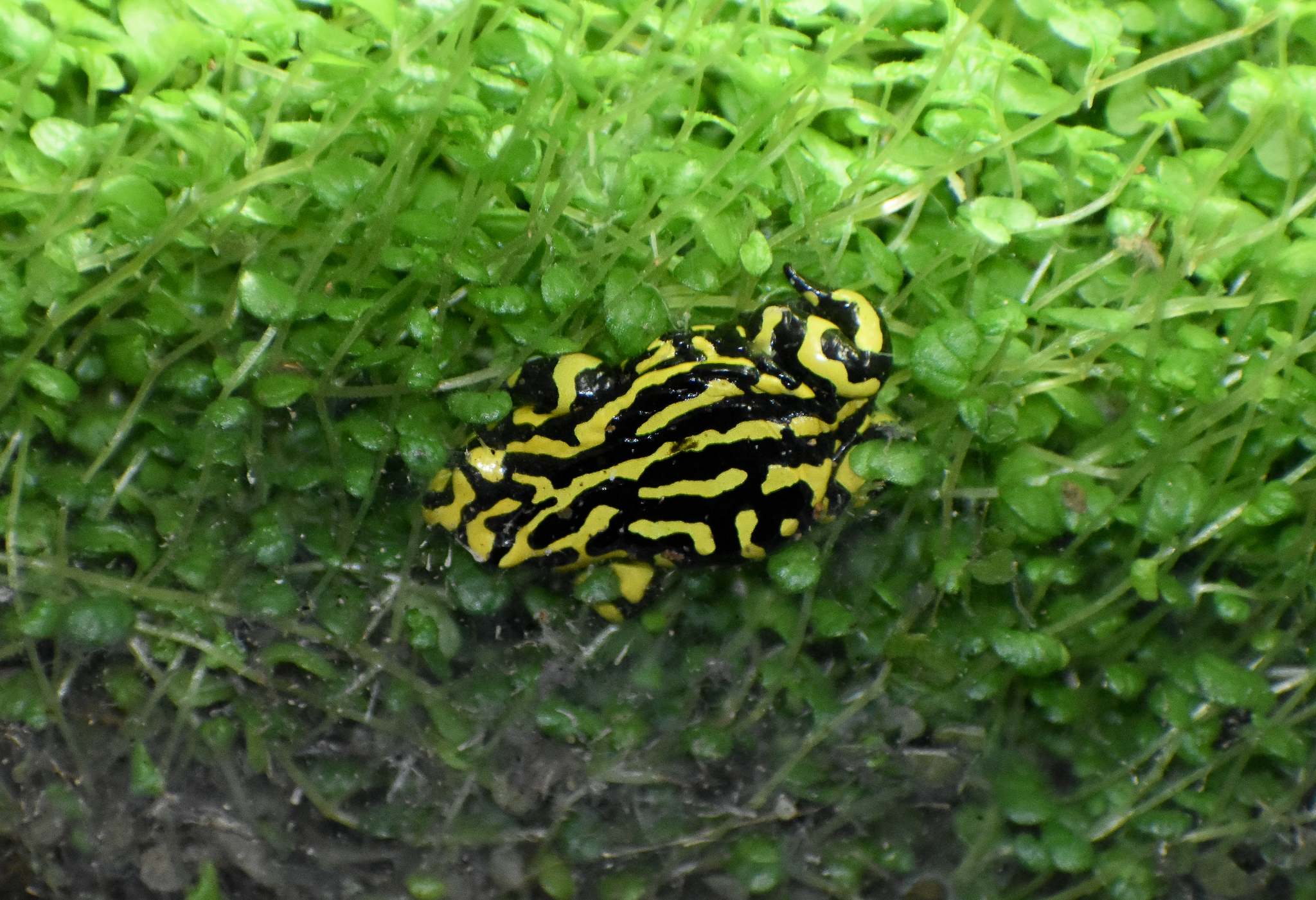 Southern Corroboree Frog