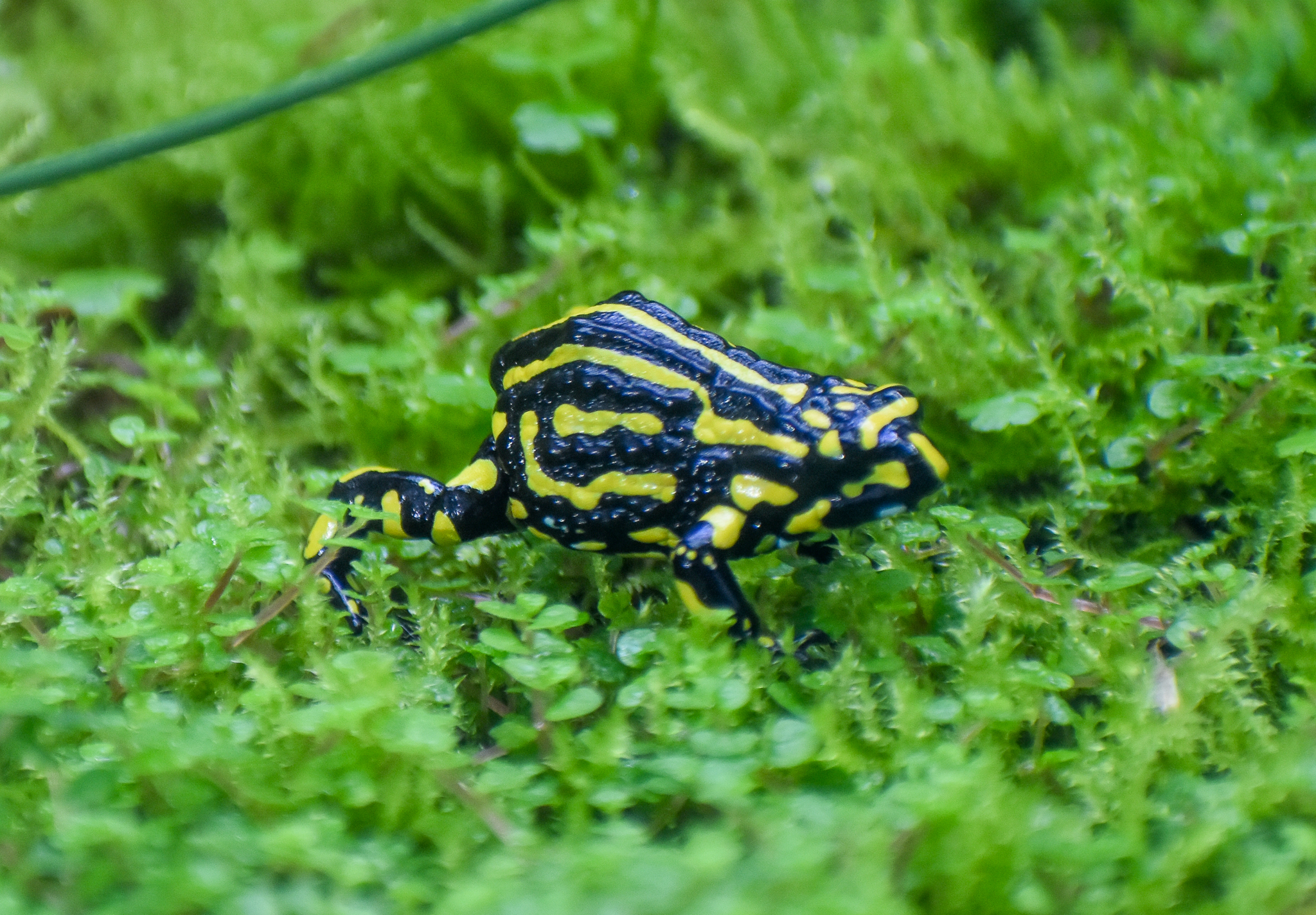 Southern Corroboree Frog