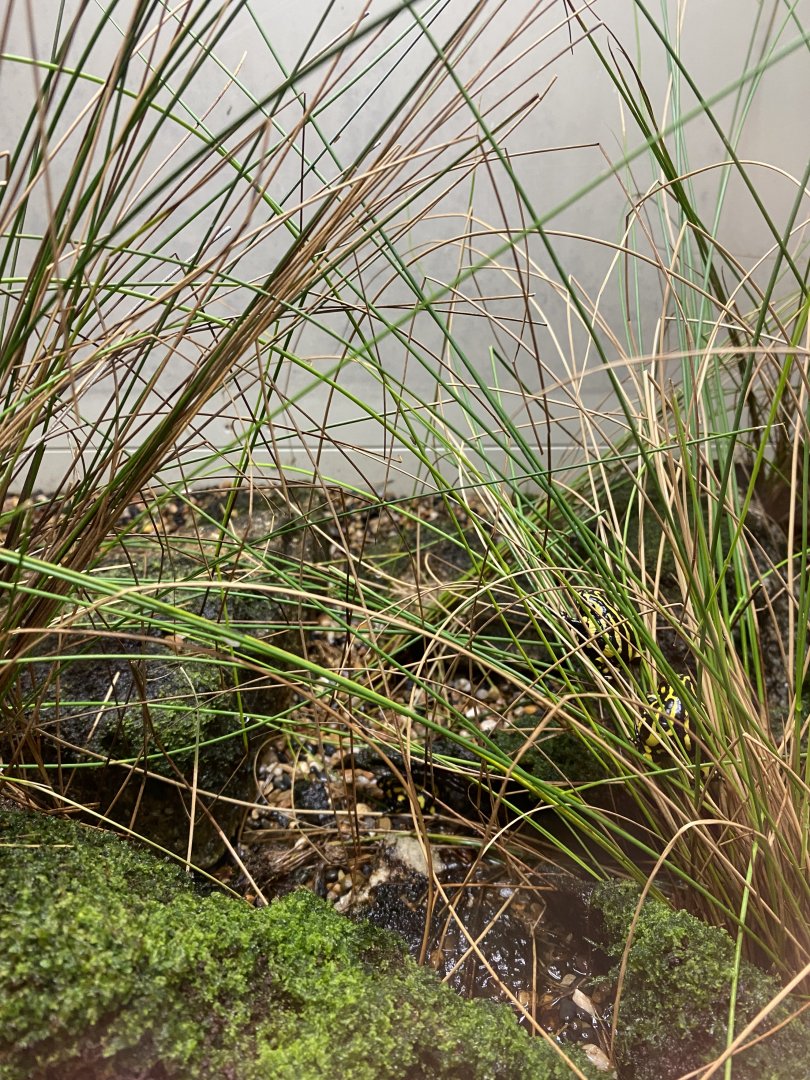 Southern Corroboree Frogs