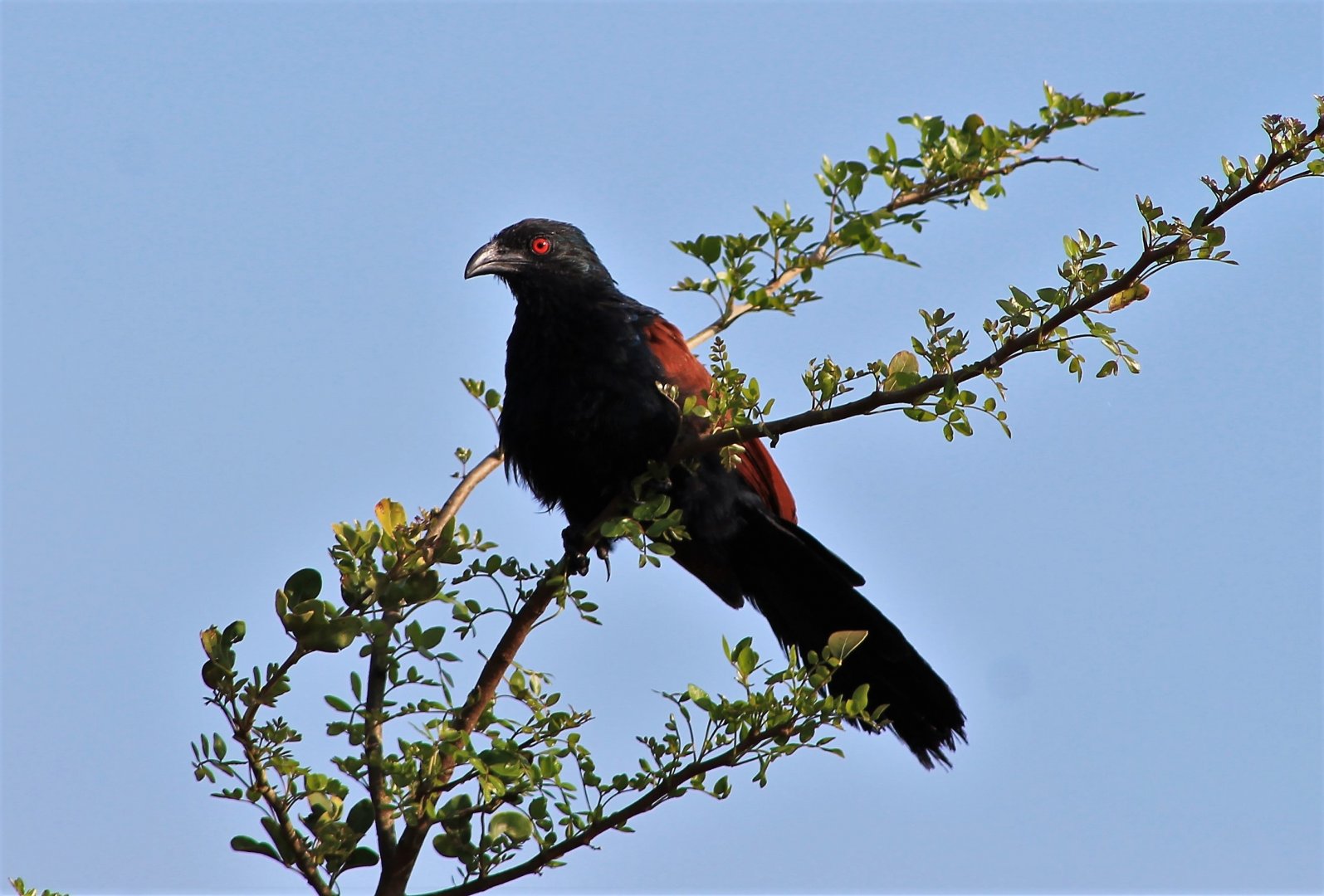 Southern Coucal (Centropus sinensis parroti)