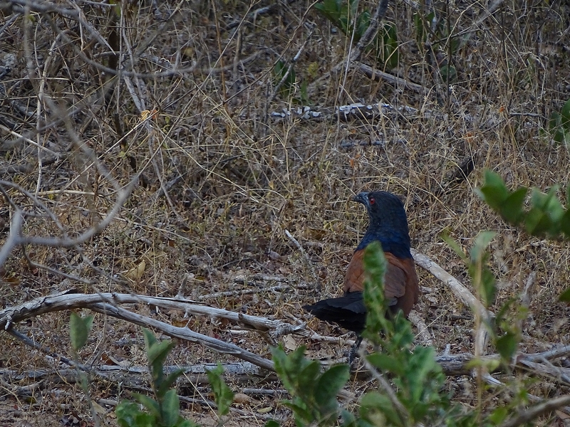 Southern coucal