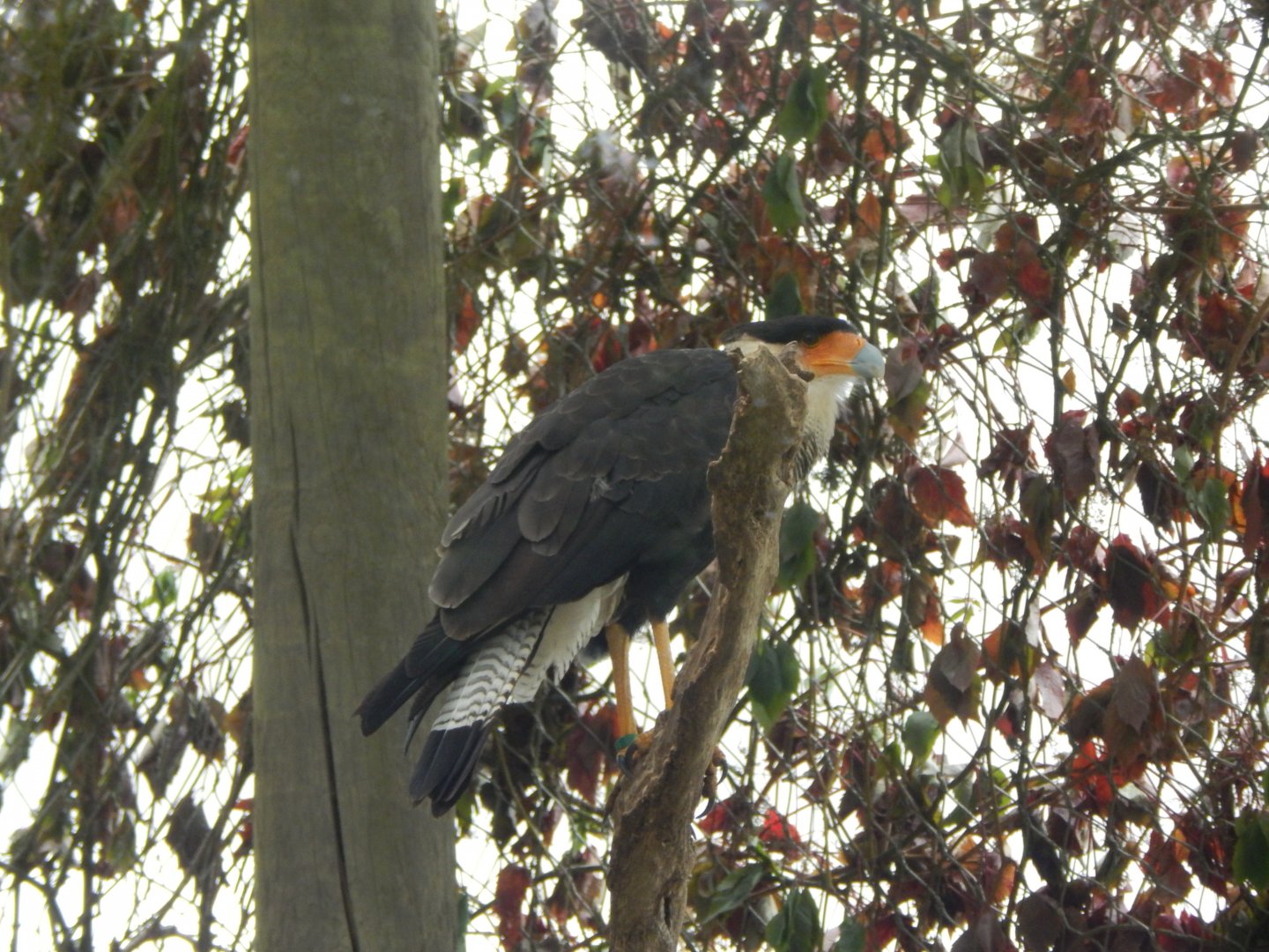 Southern crested caracara 150725