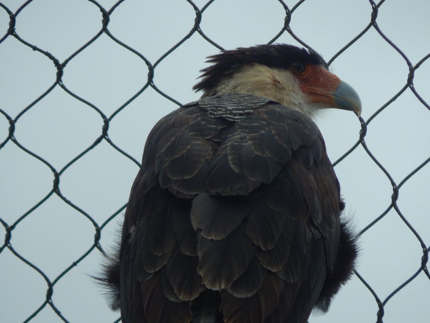Southern crested caracara 150725