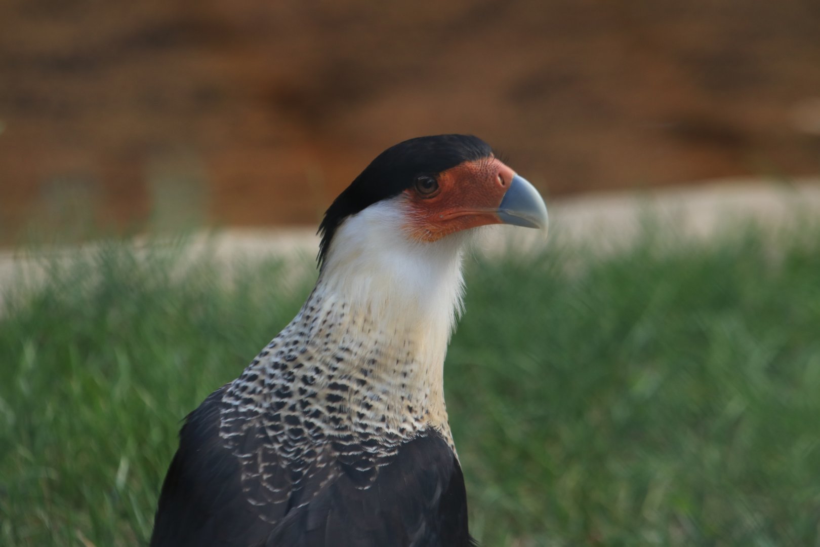 Southern crested caracara (August 2019)