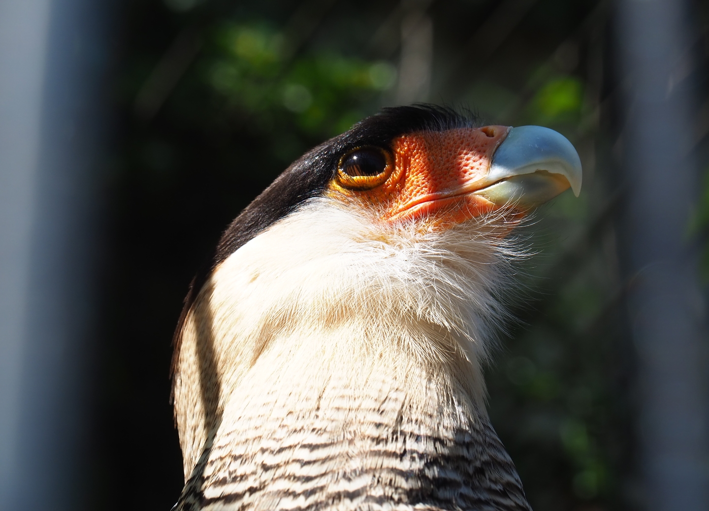 Southern crested caracara (Caracara plancus), 2019-04-20