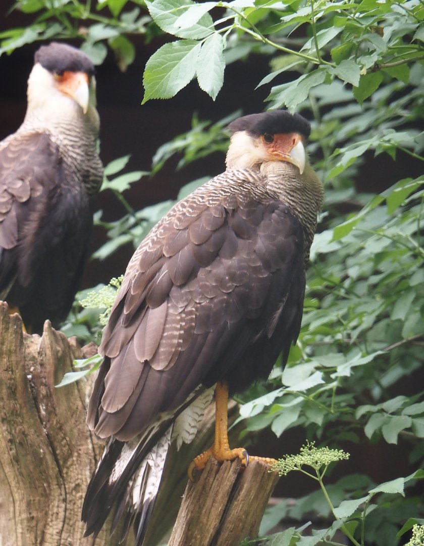 Southern crested caracara  (Caracara plancus plancus), 2024-05-21