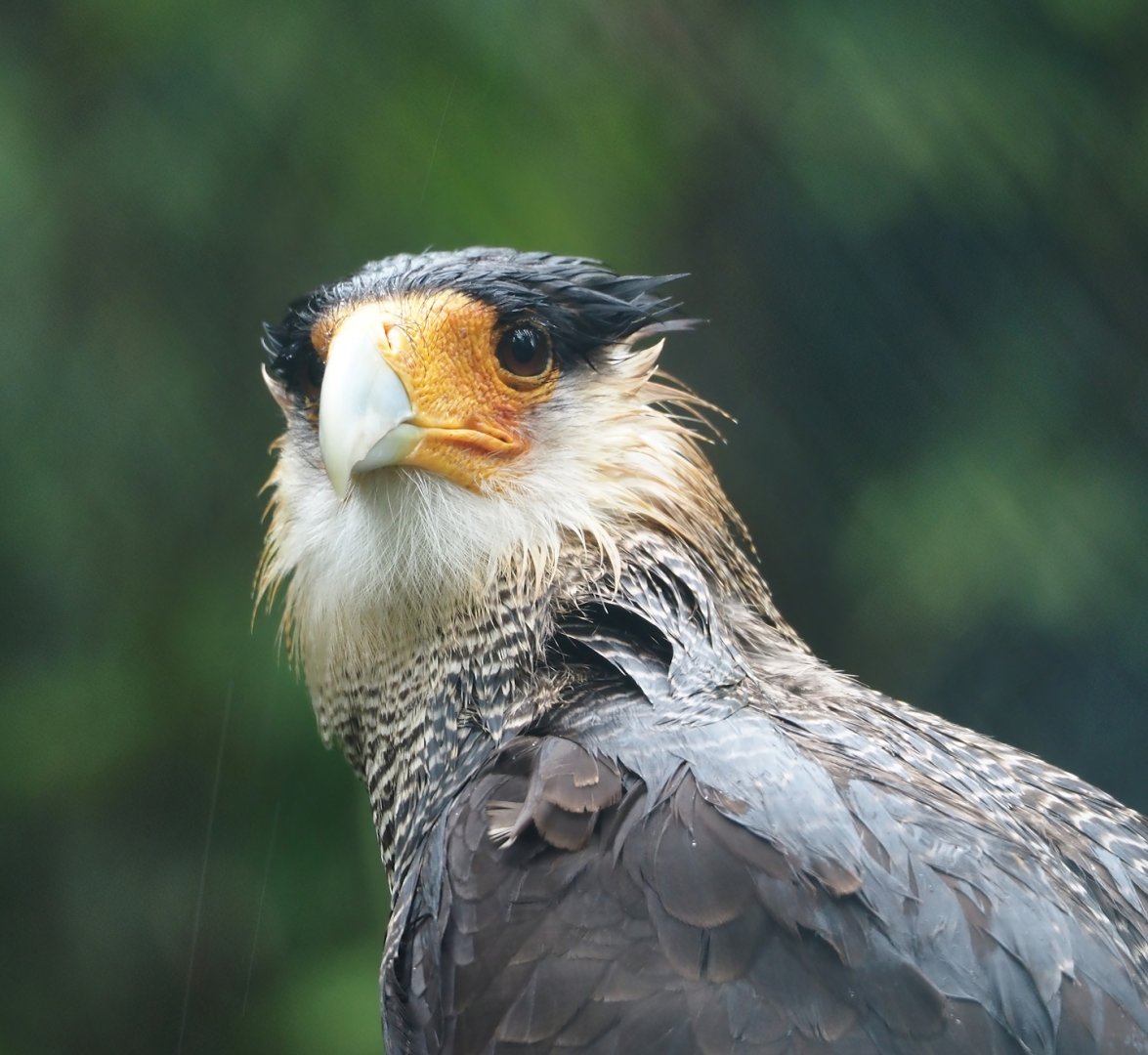 Southern crested caracara  (Caracara plancus plancus), 2024-05-22