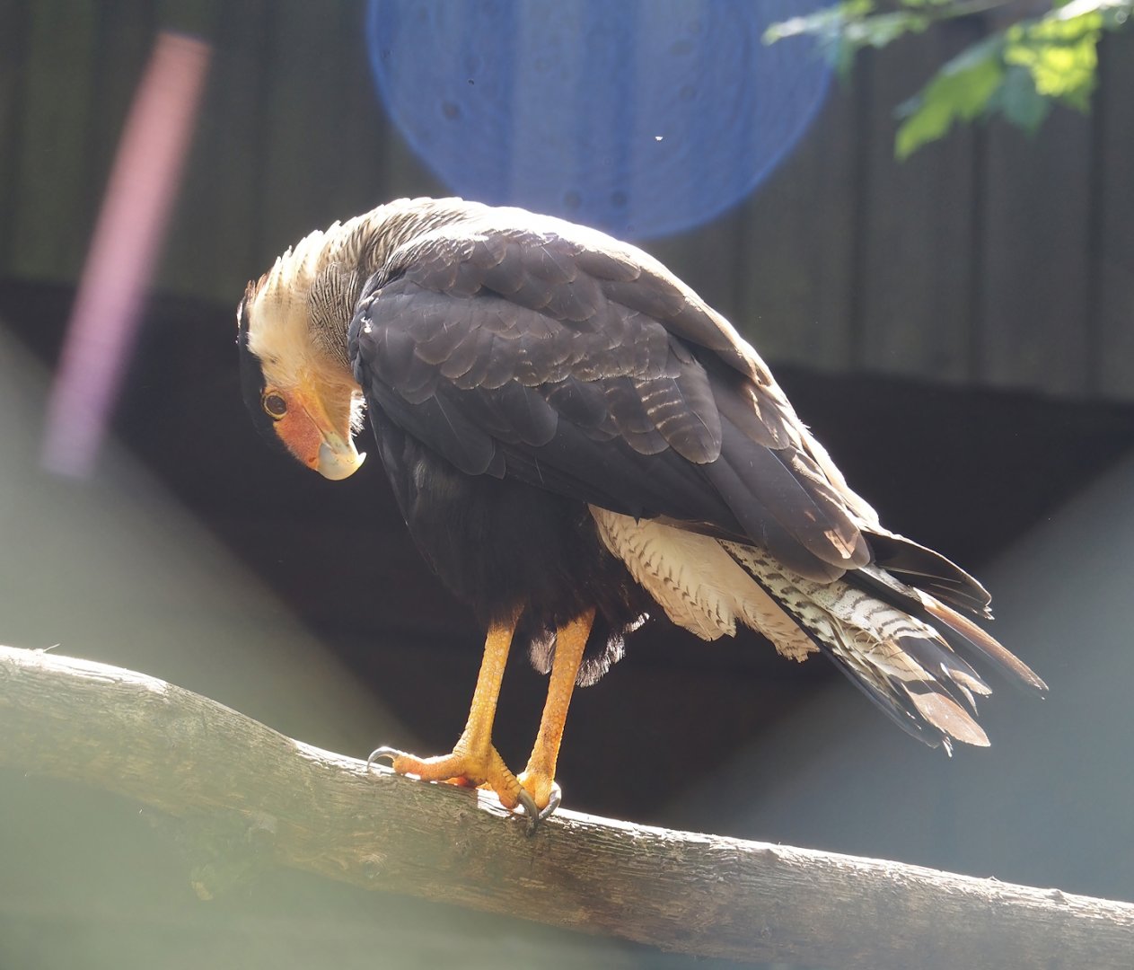 Southern crested caracara  (Caracara plancus plancus), 2024-05-24
