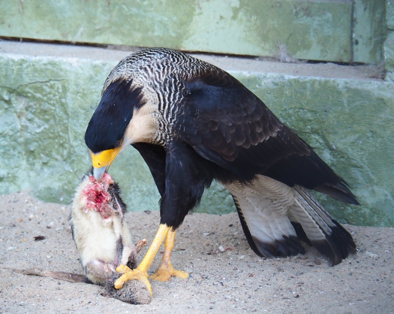Southern crested caracara (Caracara plancus) tearing into a rat (Feb 27th, 2019)