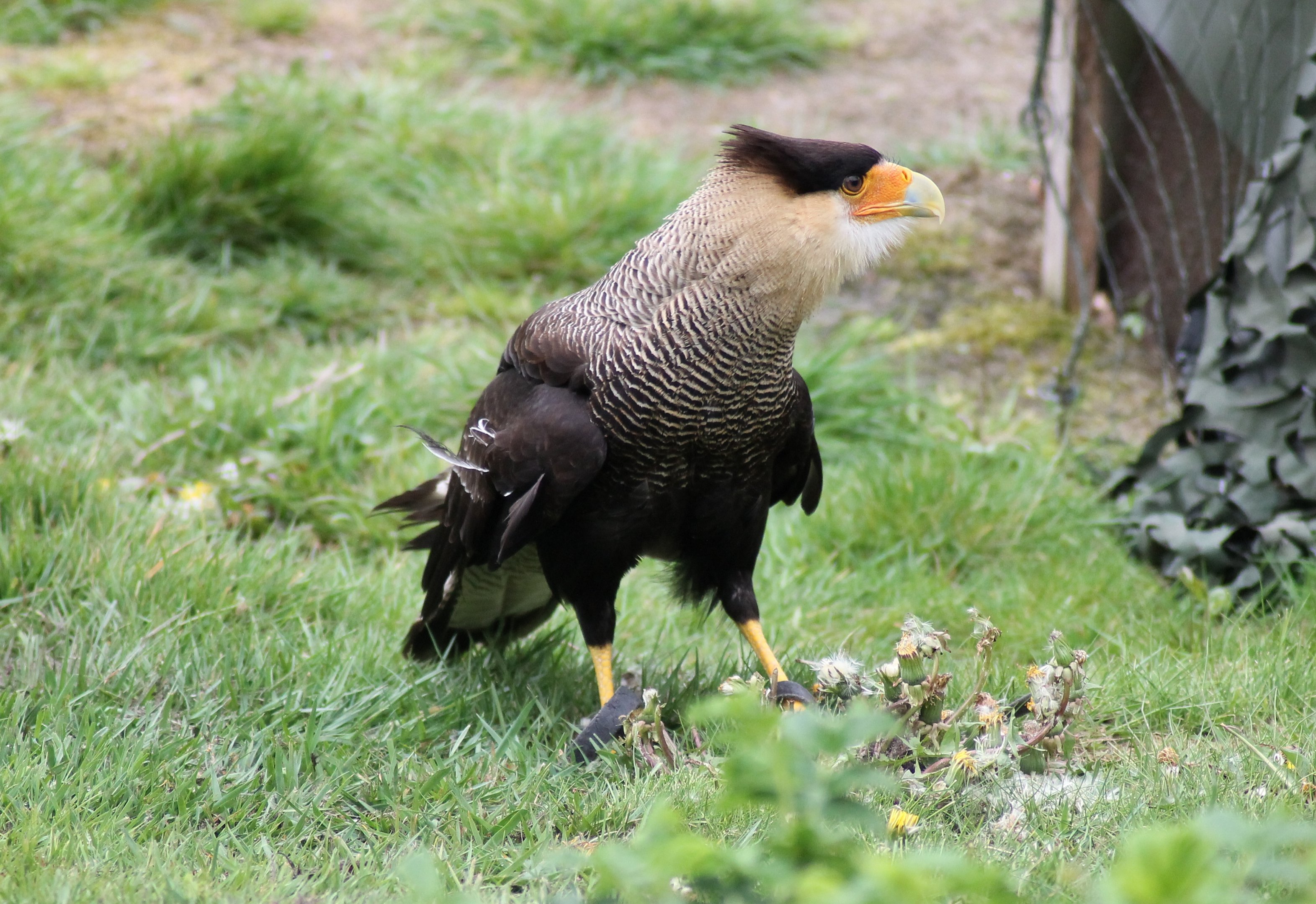 Southern crested caracara (Caracara plancus)