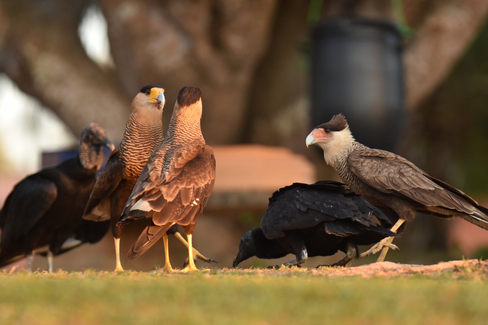 Southern Crested Caracara (Caracara plancus)