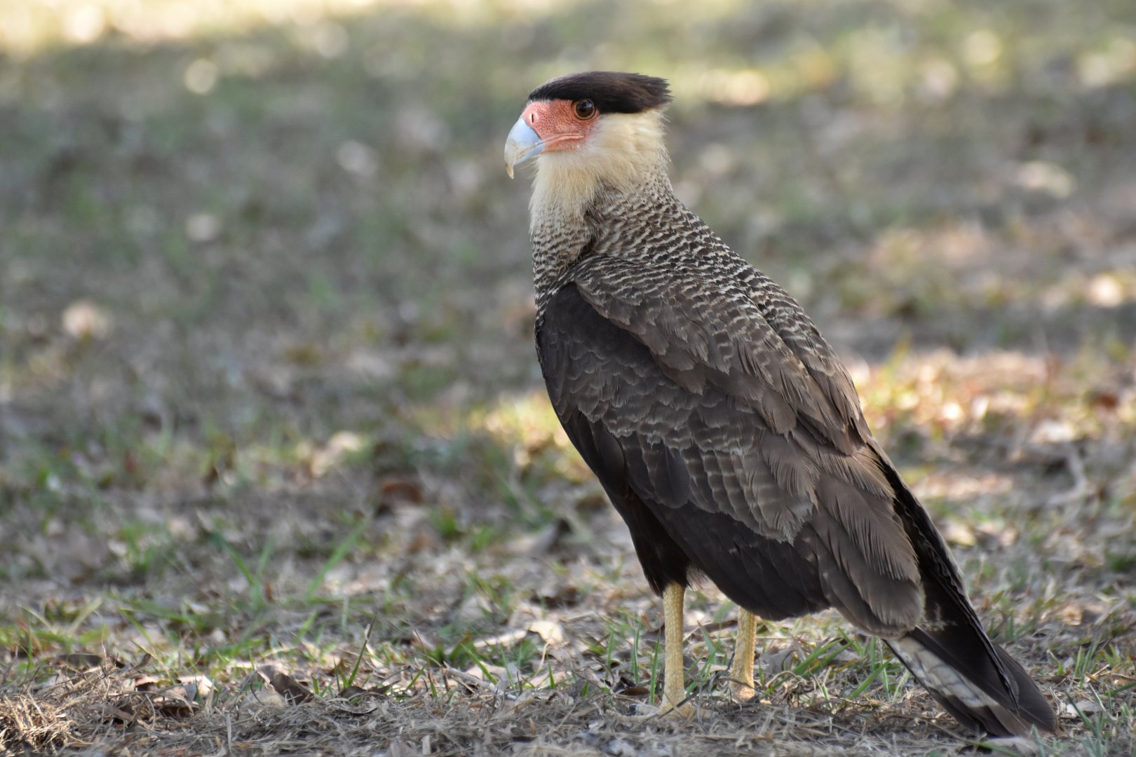 Southern Crested Caracara (Caracara plancus)