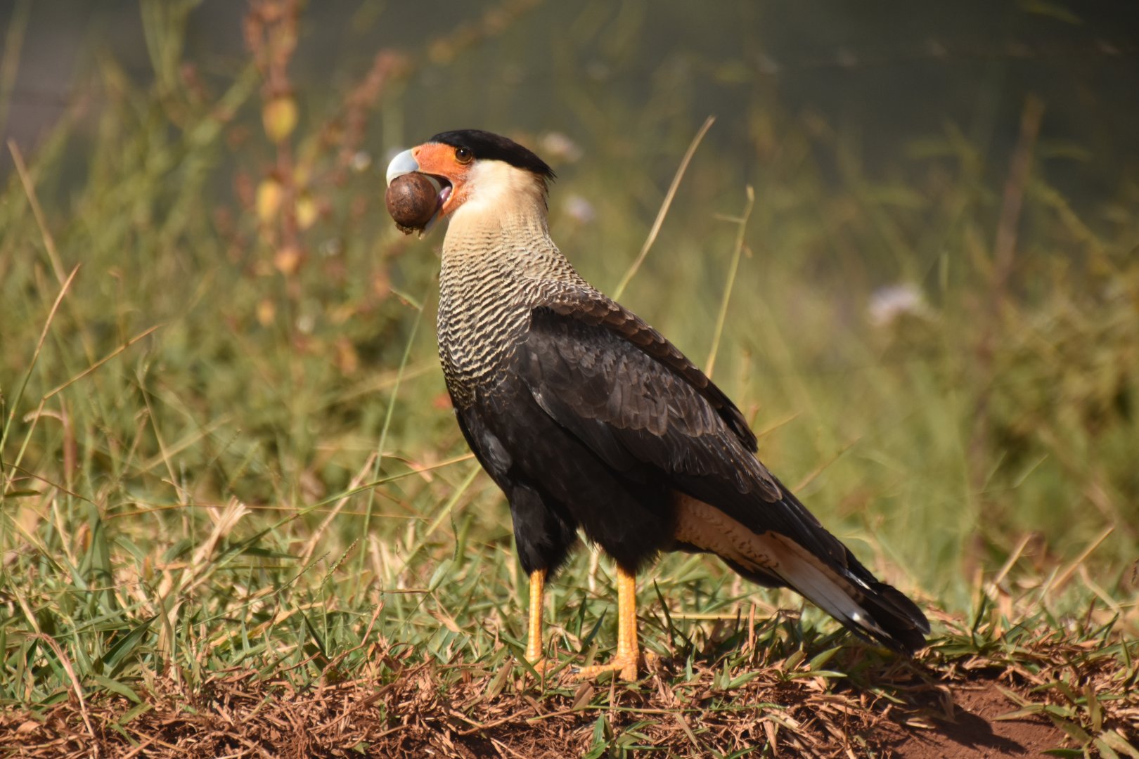 Southern Crested Caracara (Caracara plancus)