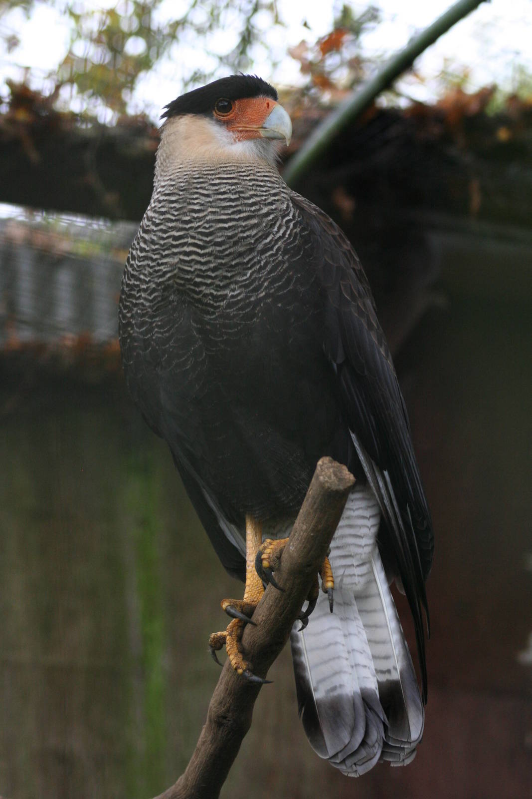 Southern Crested Caracara @ Cotswold Falconry; 24.10.2014