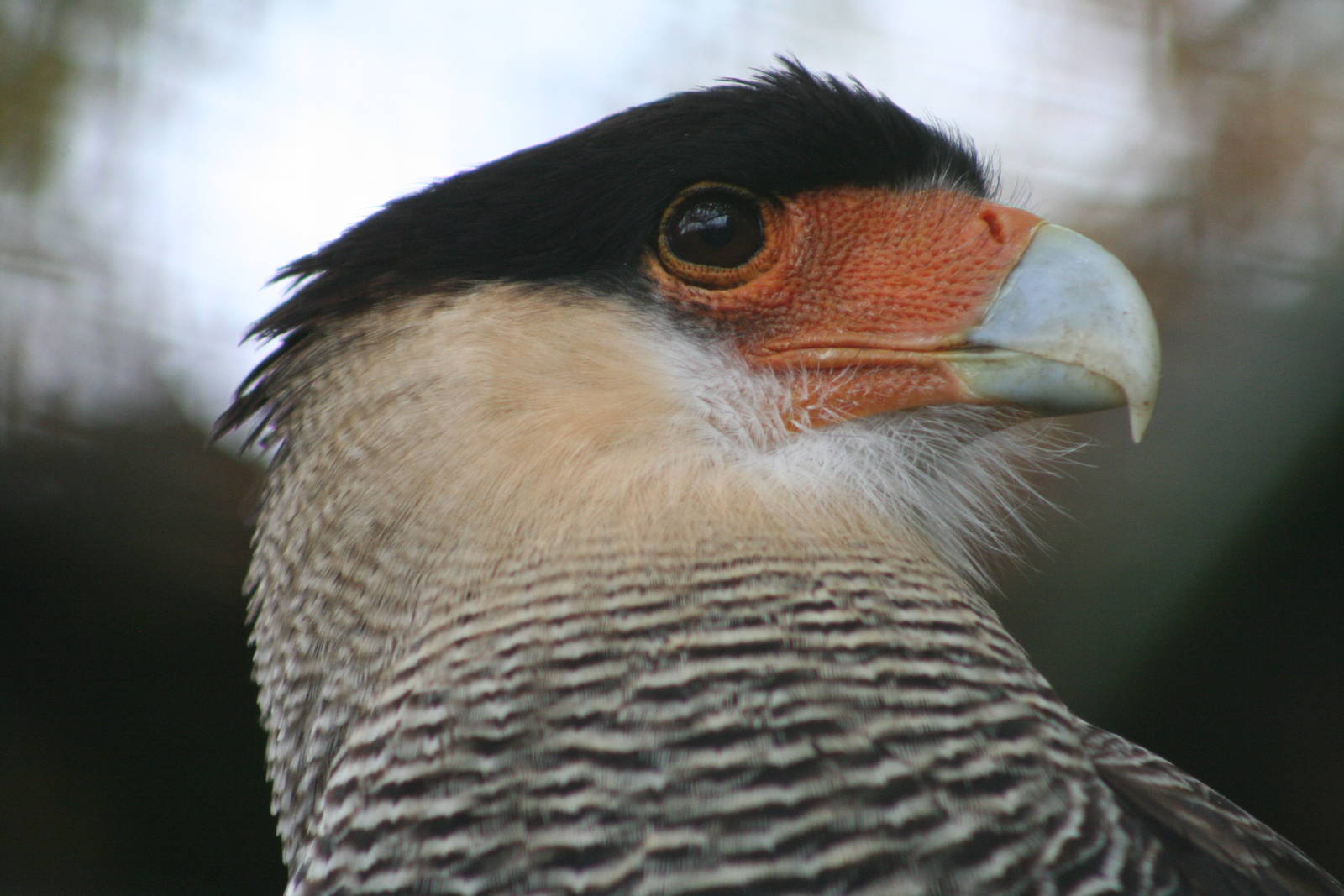 Southern Crested Caracara @ Cotswold Falconry; 24.10.2014