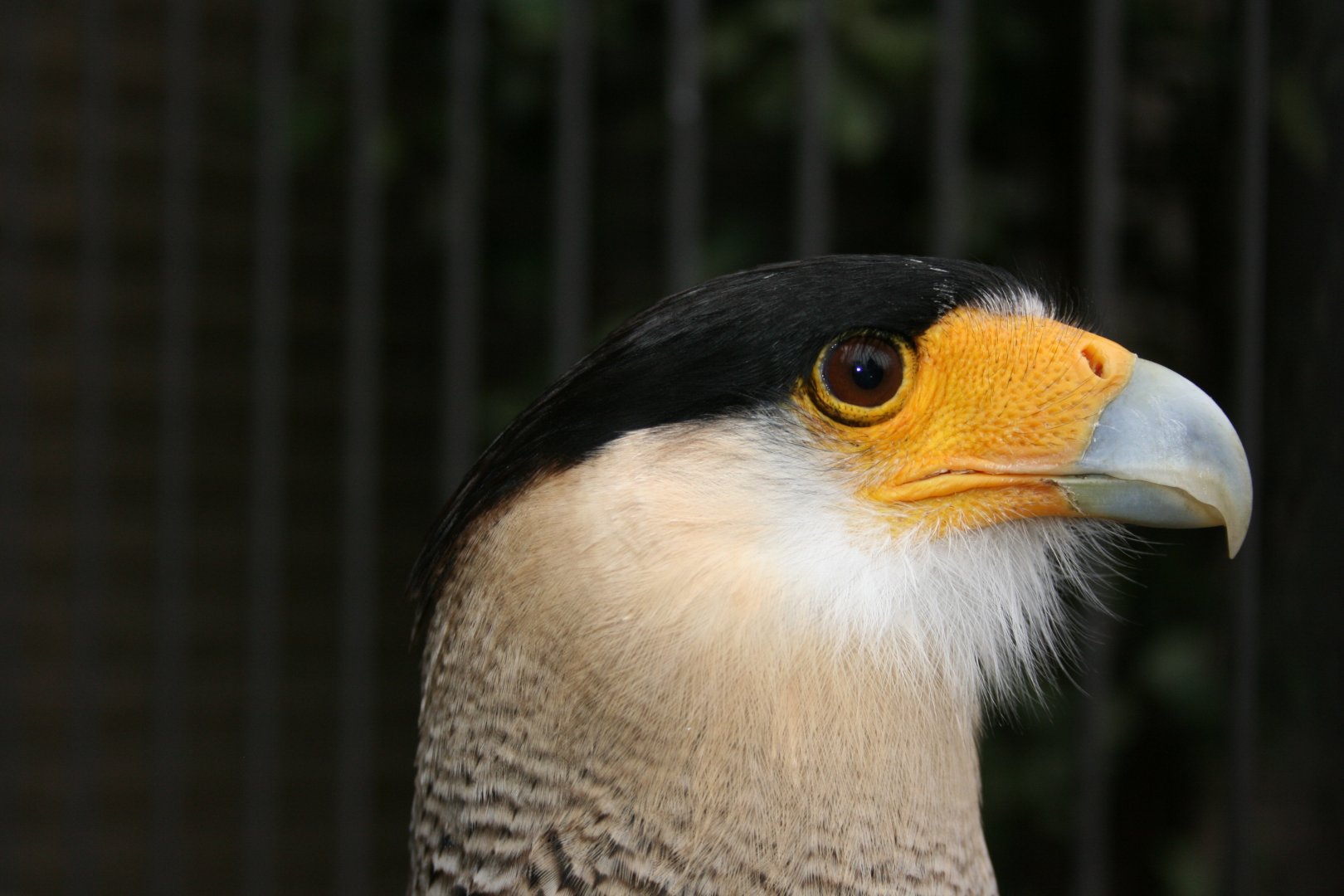 Southern Crested Caracara