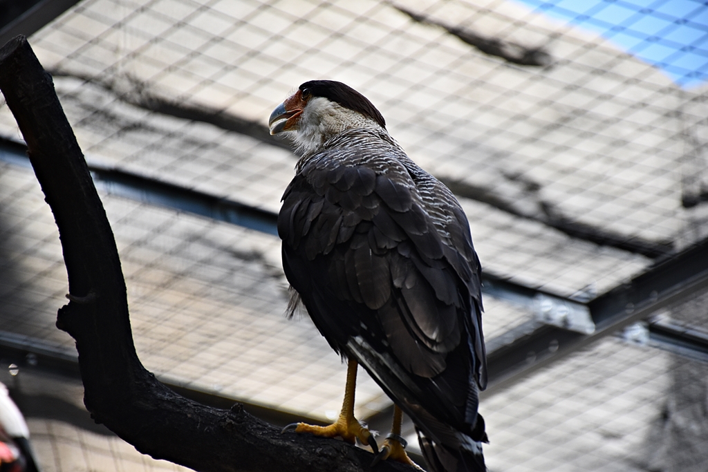 Southern crested caracara