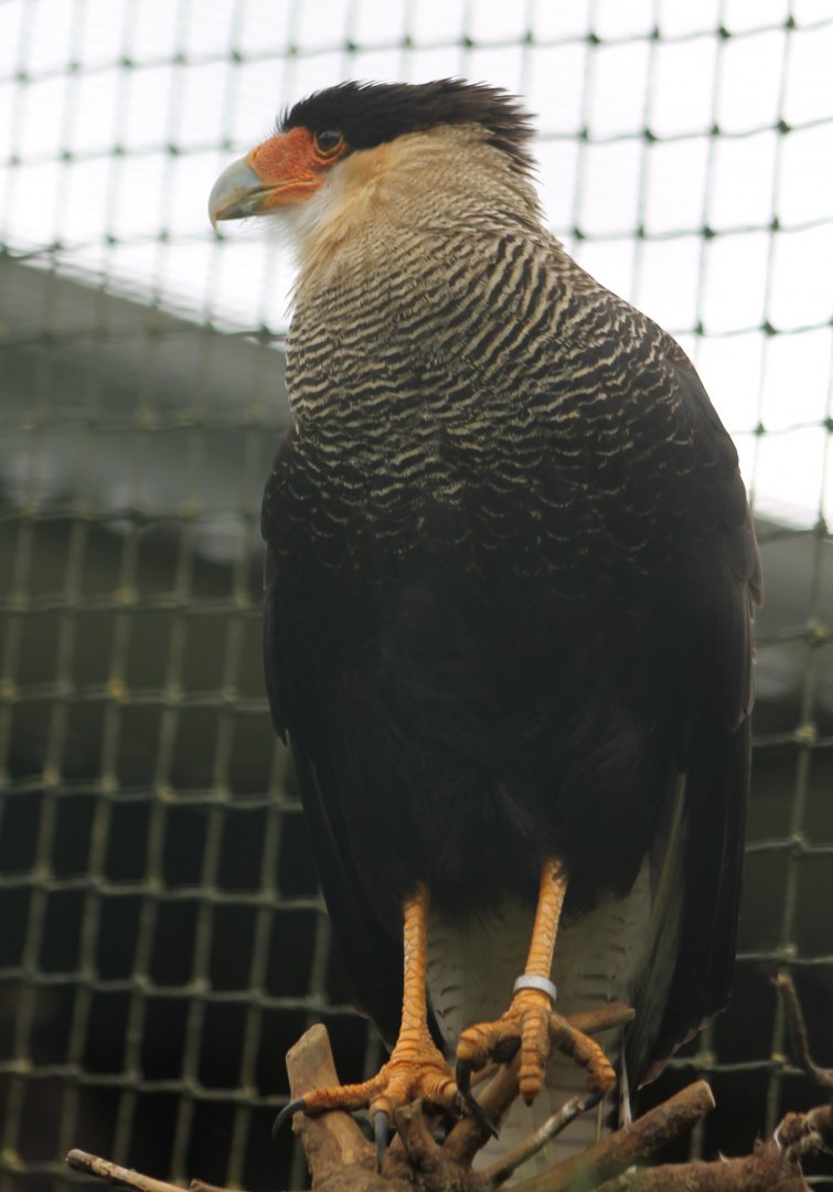 Southern crested caracara
