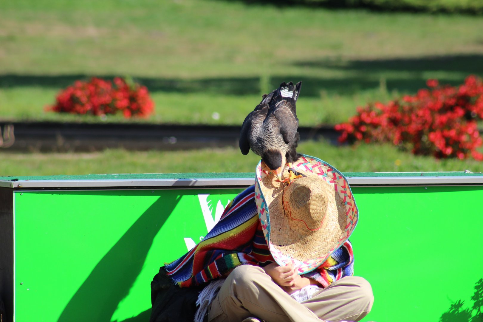 Southern Crested Caracara