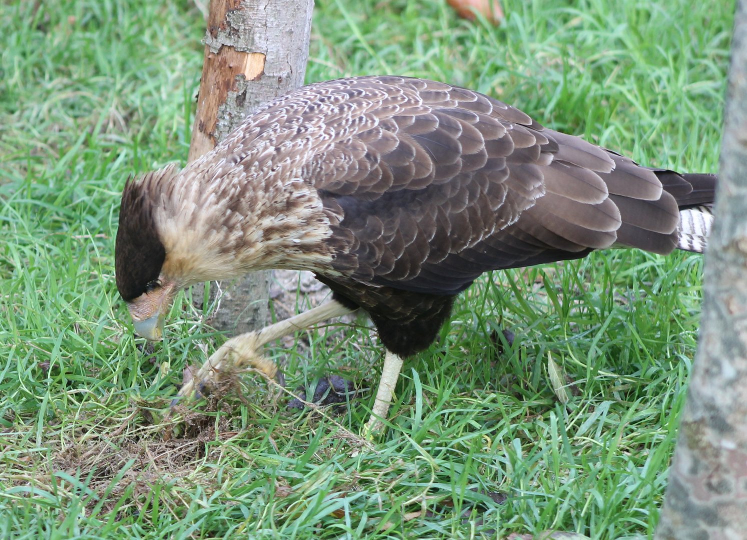 Southern crested caracara