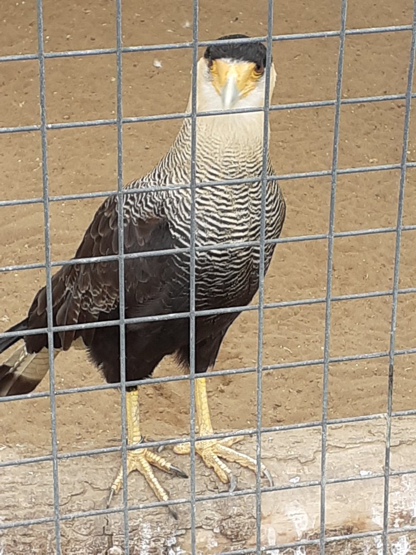 Southern crested caracara