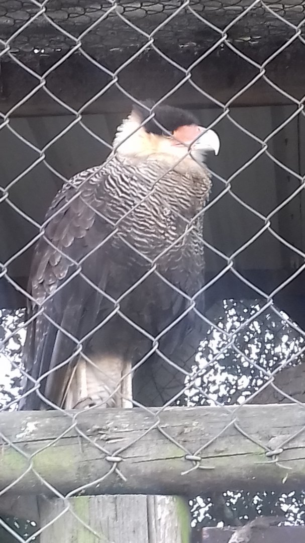 Southern crested caracara
