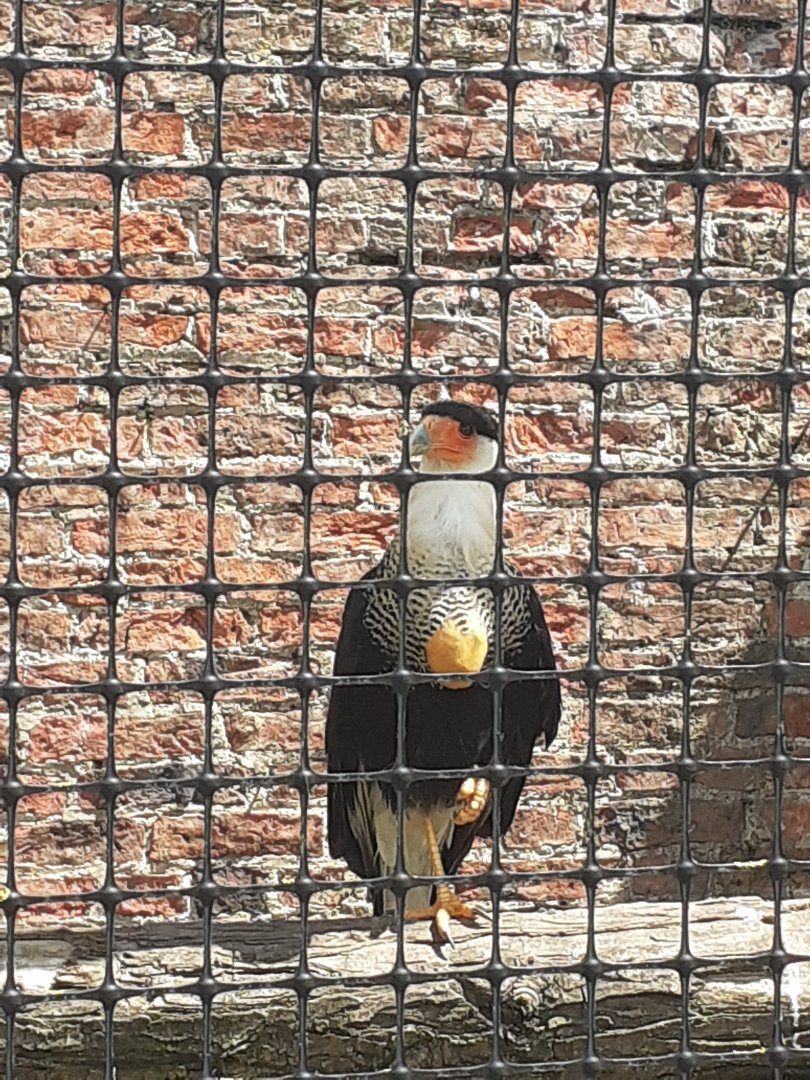 Southern crested caracara