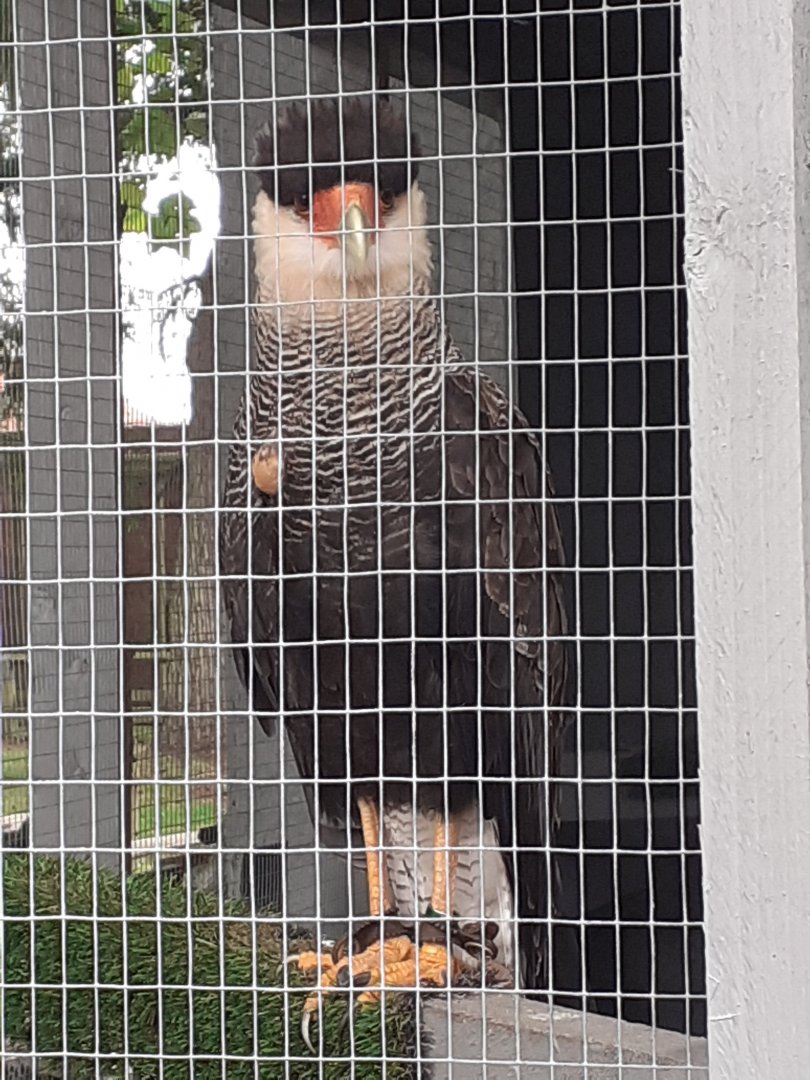 Southern crested caracara
