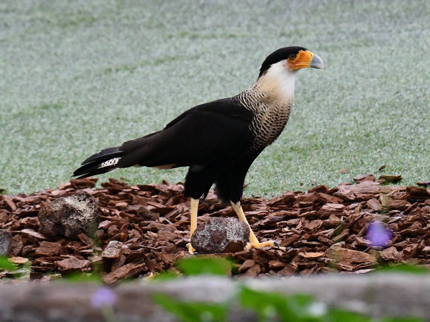 Southern-crested Caracara
