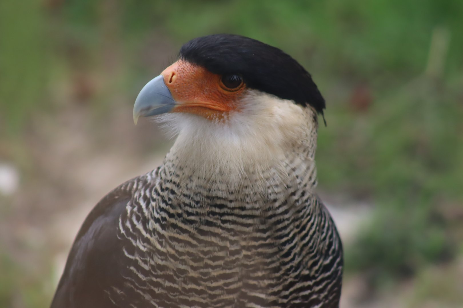 Southern Crested Caracara