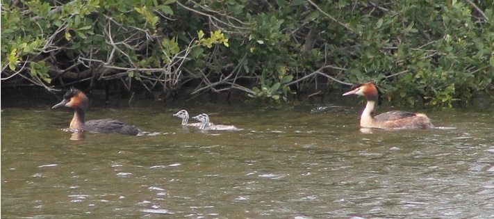 Southern Crested Grebes (Podiceps cristatus australis)