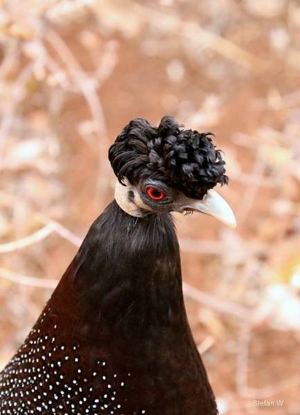 Southern Crested Guineafowl (Guttera edouardi edouardi)