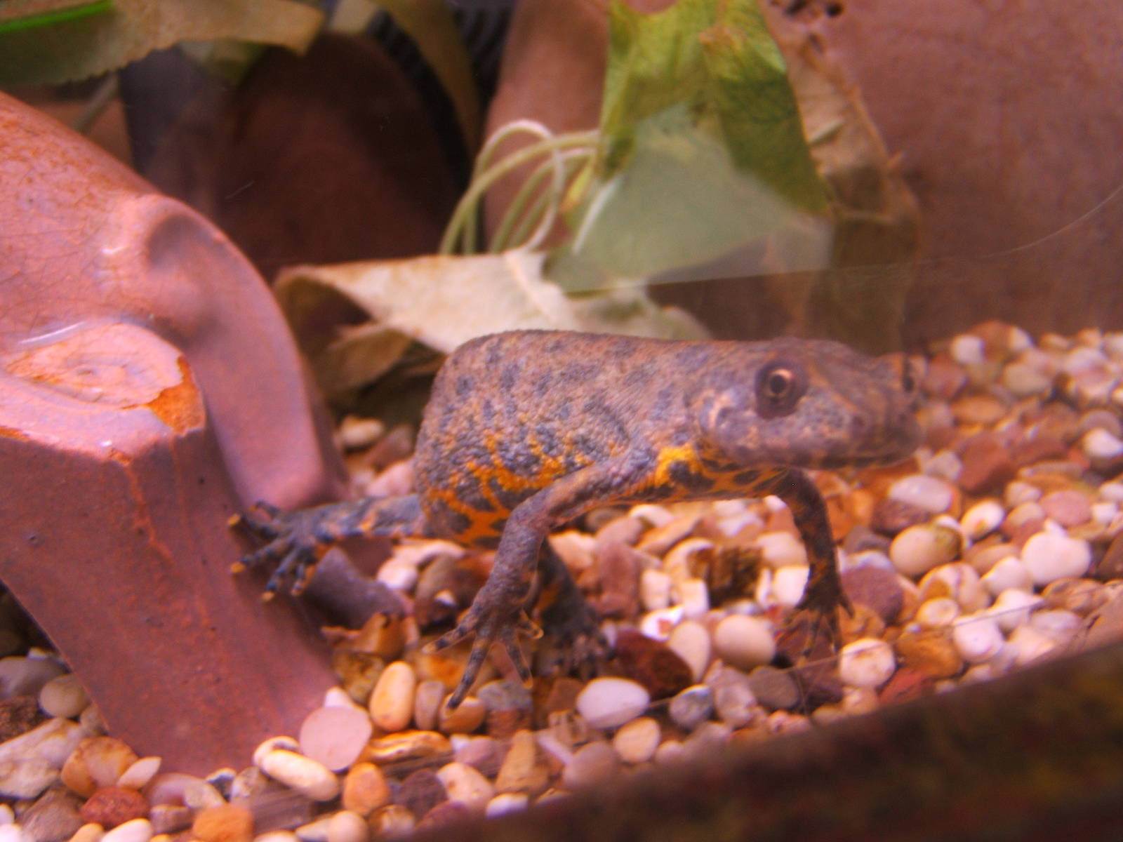 Southern Crested Newt (Triturus karalinii)