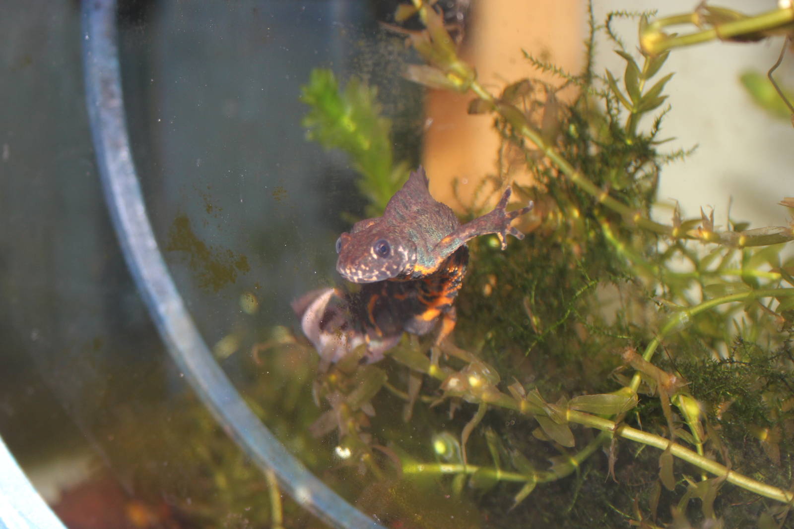 Southern crested newt