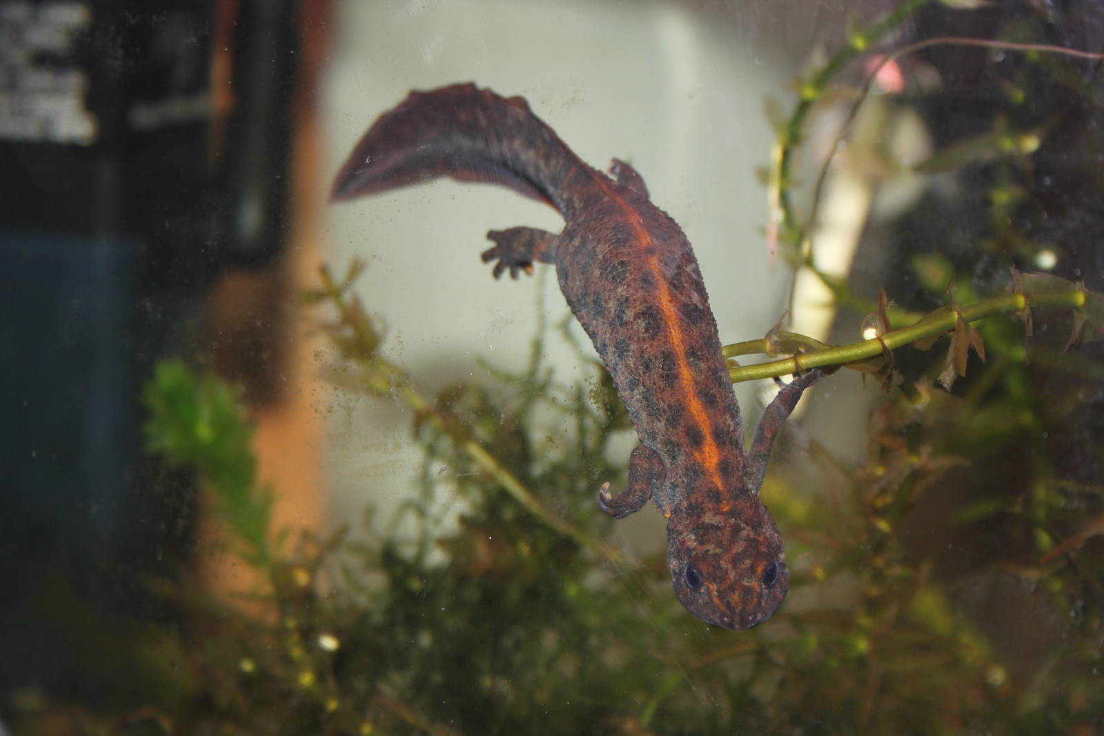 Southern crested newt