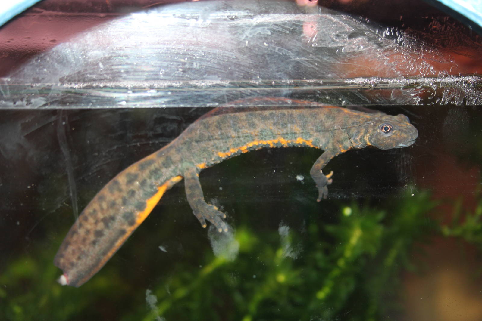 Southern crested newt