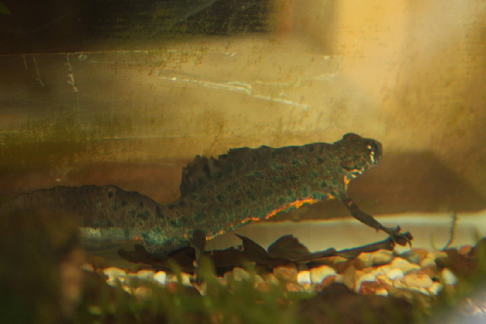Southern crested newt