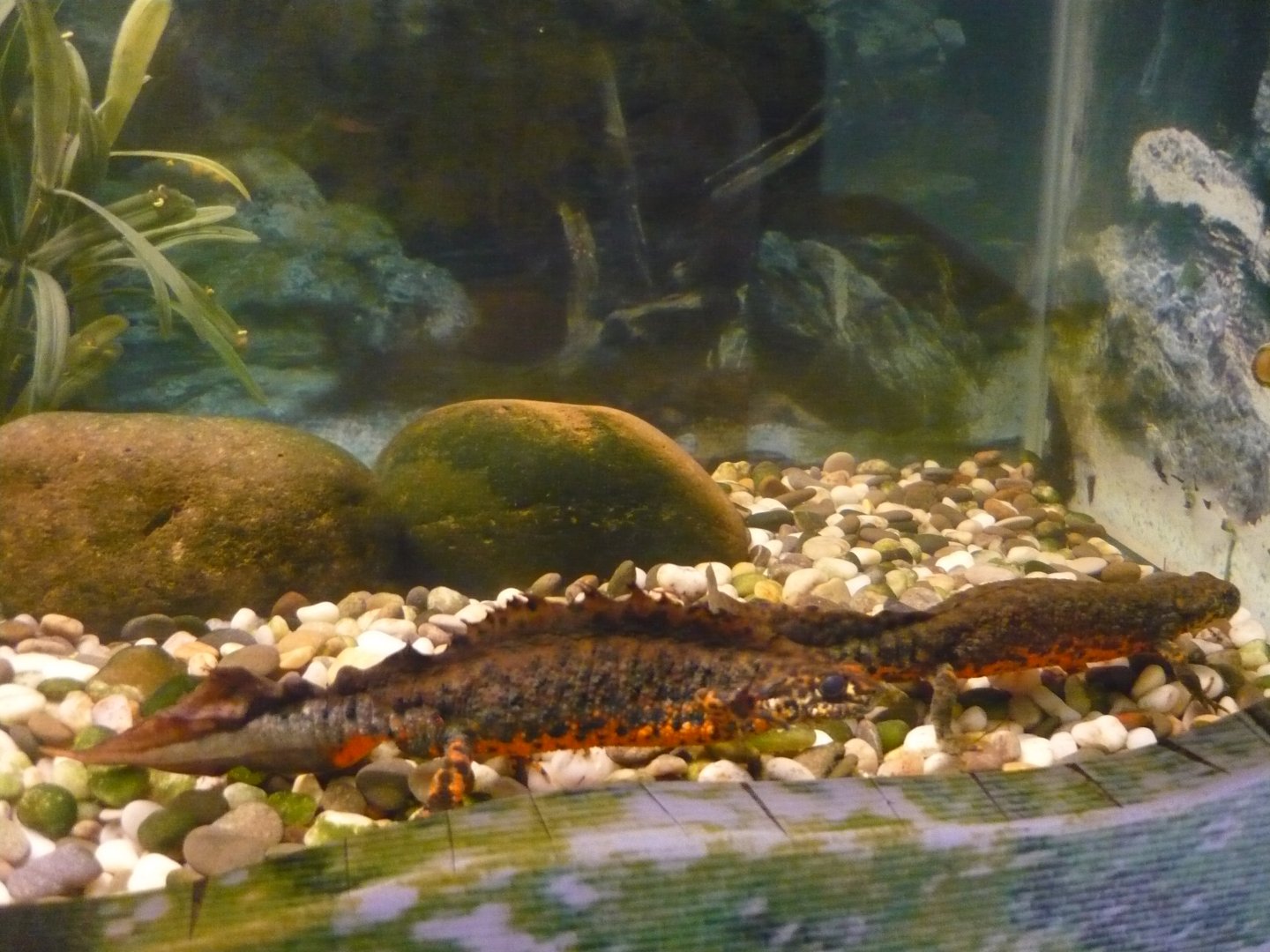 Southern crested newts (Triturus karelinii)