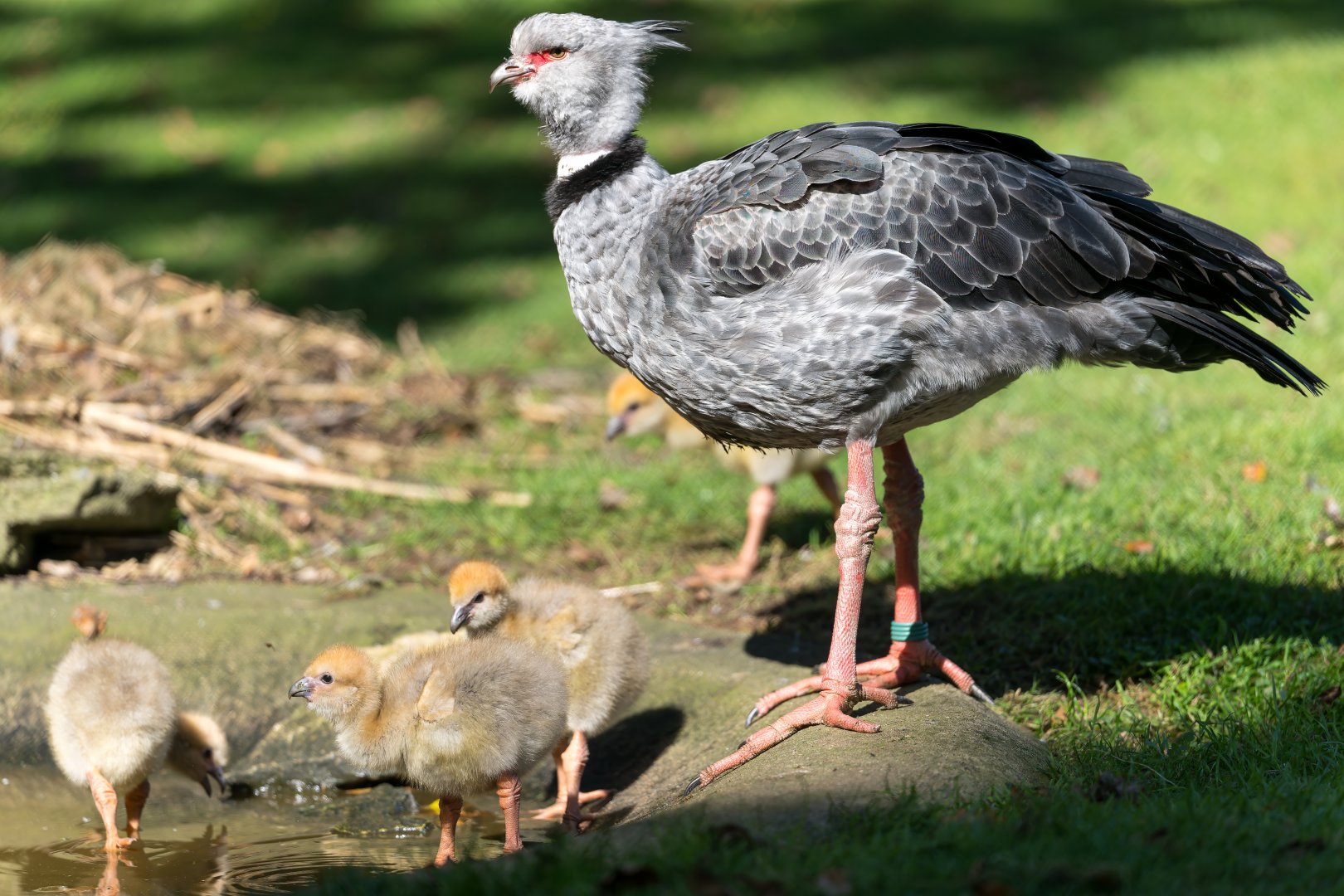 Southern / Crested Screamer and chicks, CWP, UK