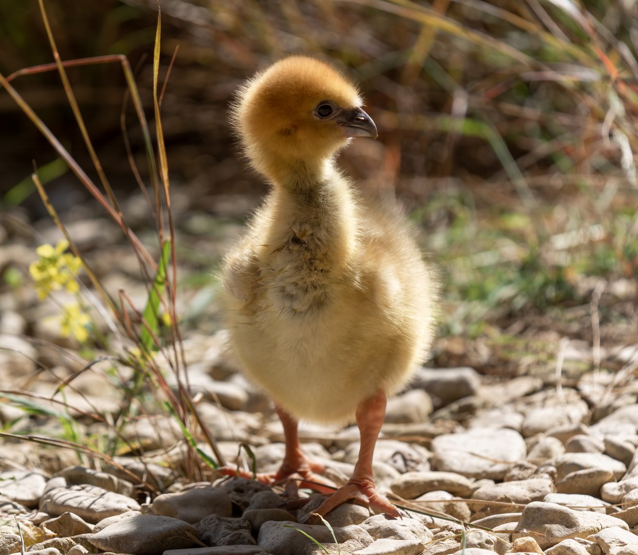 Southern / Crested Screamer chick, WWT Slimbridge, UK