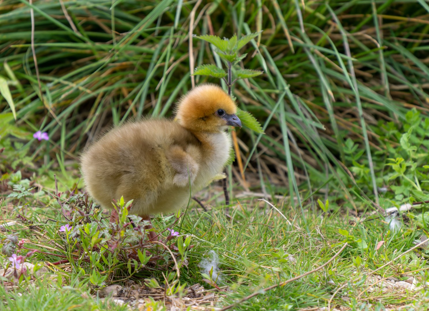 Southern / Crested Screamer chick, WWT Slimbridge, UK