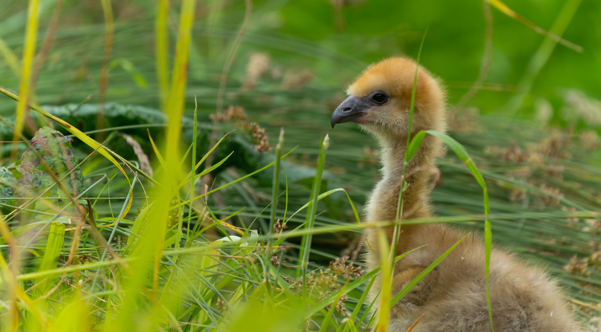 Southern / Crested Screamer chick, WWT Slimbridge, UK