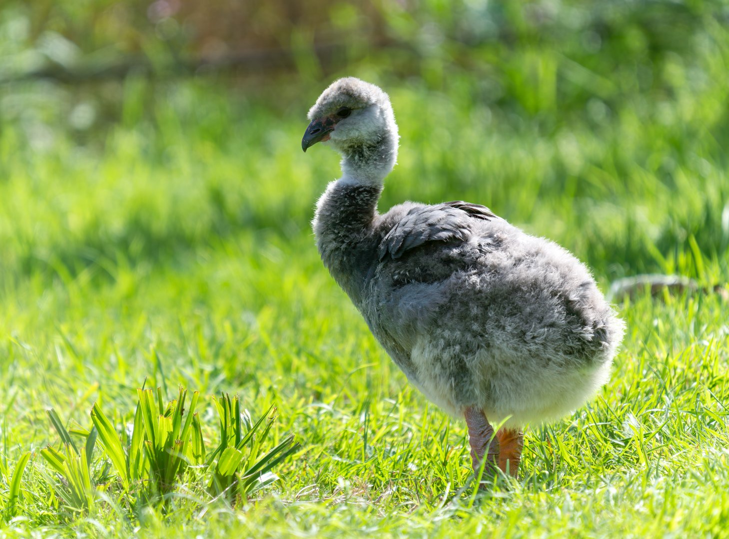 Southern / Crested Screamer chick, WWT Slimbridge, UK