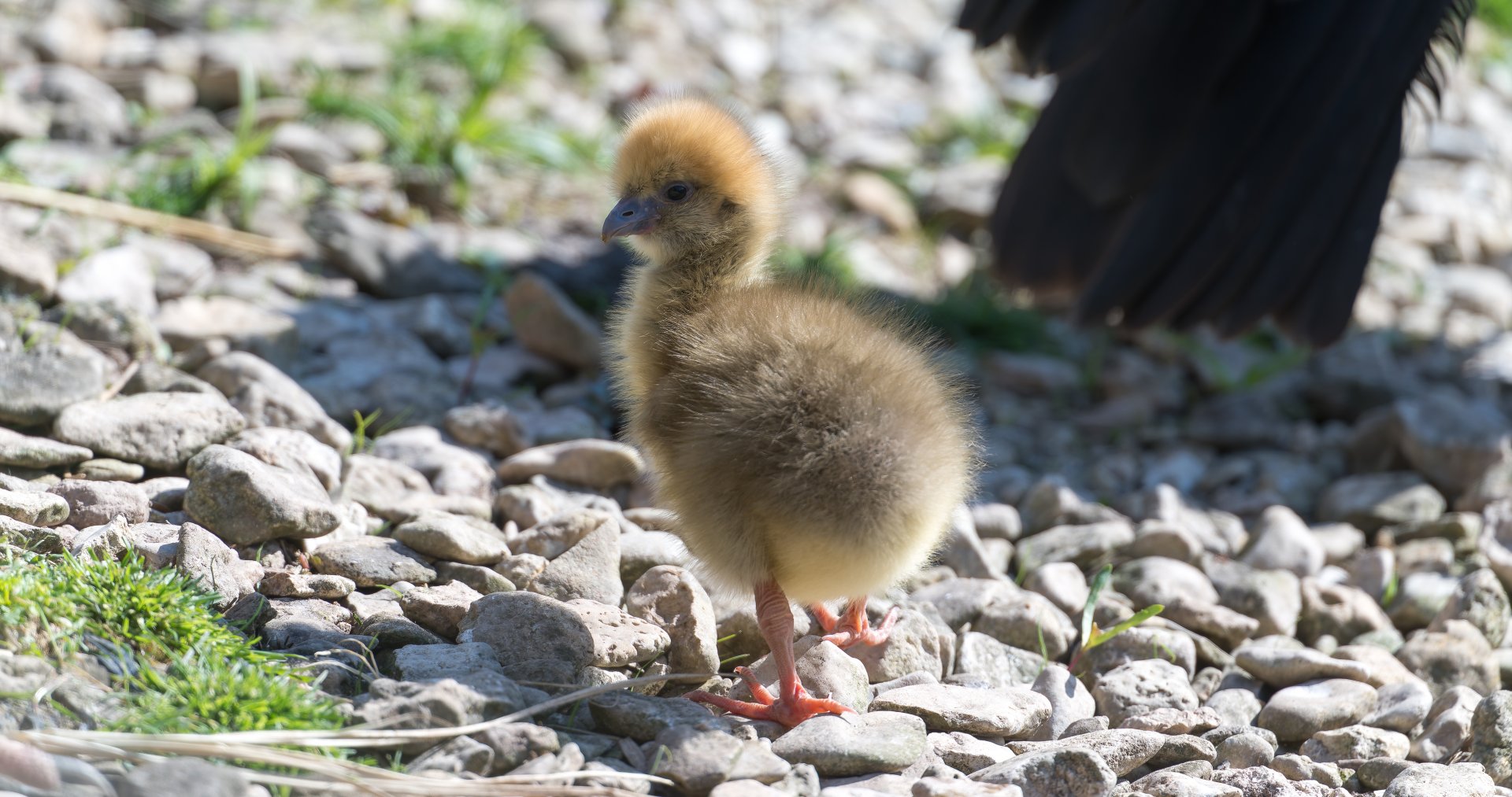 Southern / Crested Screamer chick , WWT Slimbridge, UK