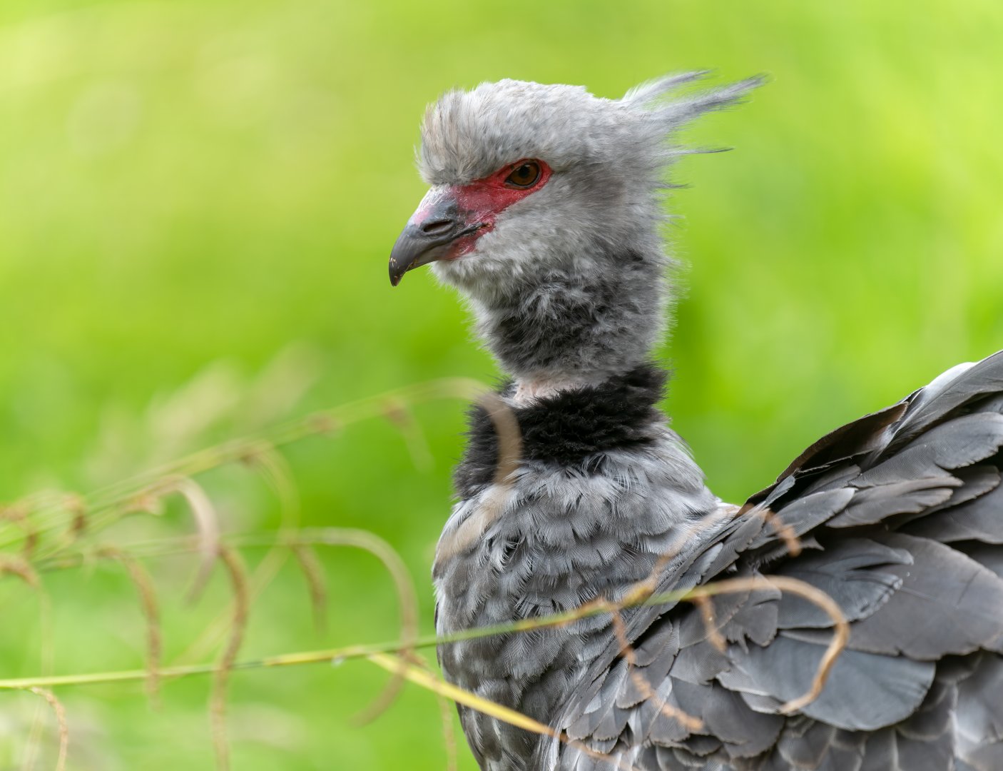 Southern / Crested Screamer, WWT Slimbridge, UK