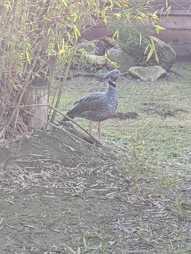 Southern (Crested) Screamer