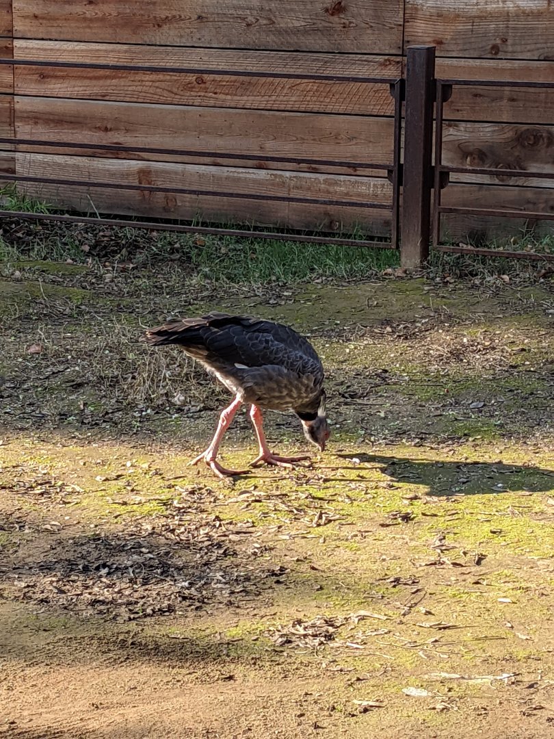 Southern (Crested) Screamer
