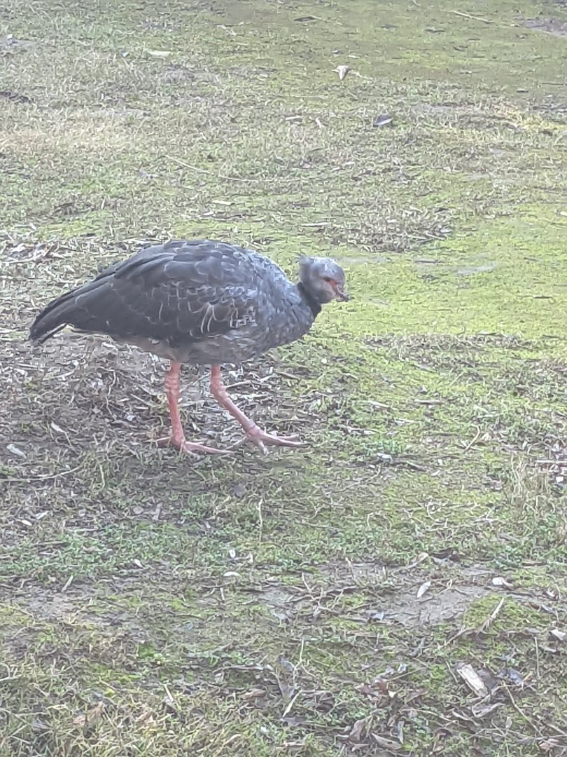 Southern (Crested) Screamer