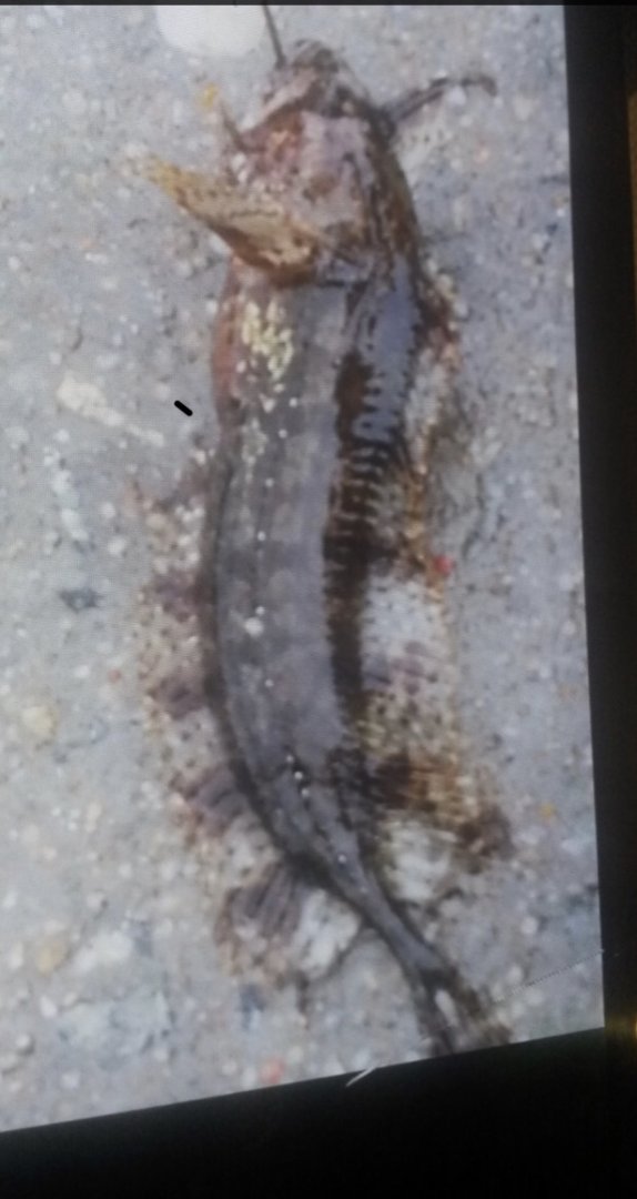 Southern Crested Weedfish (Cristiceps australis)