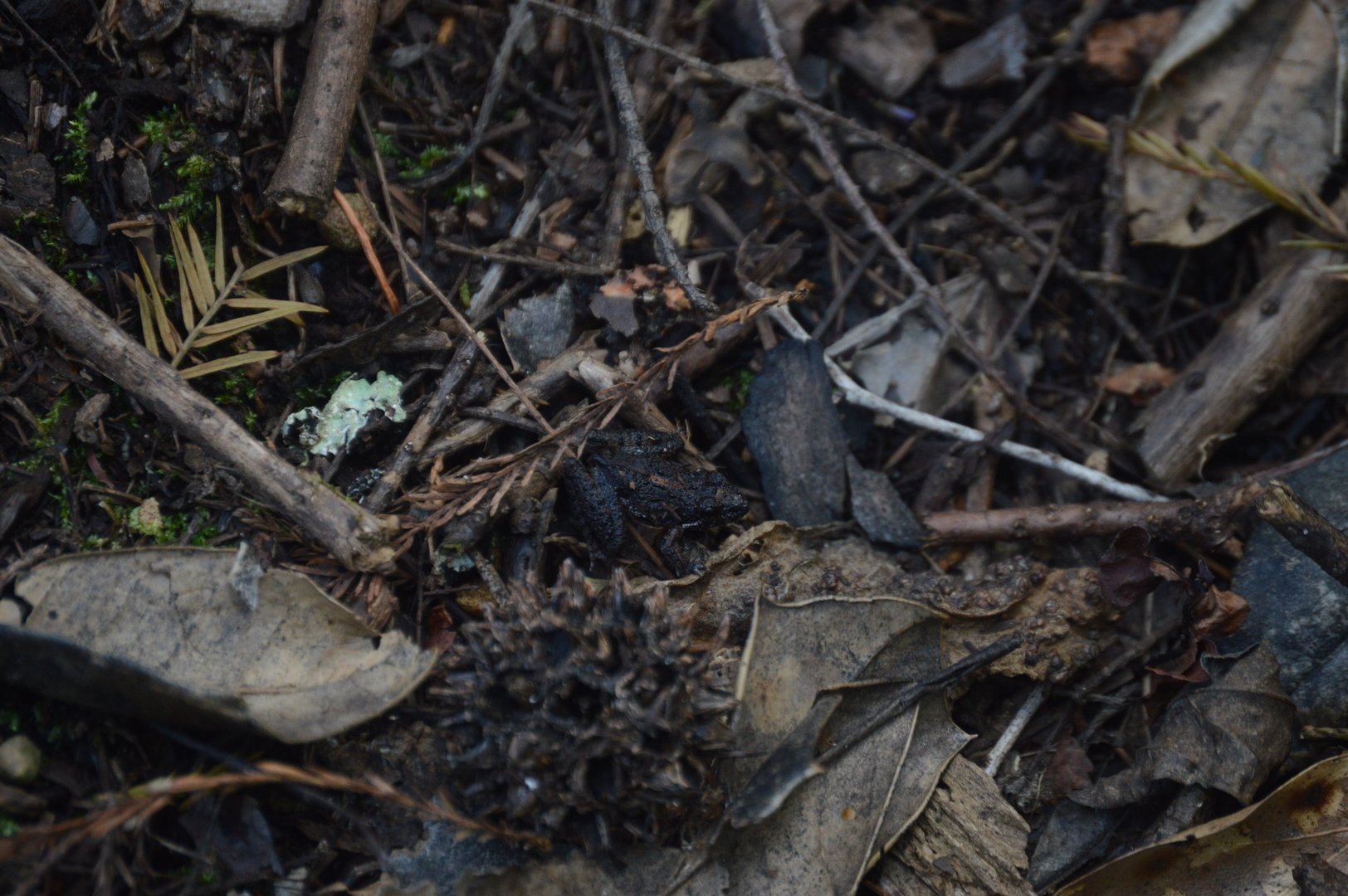 Southern Cricket Frog (Acris gryllus)